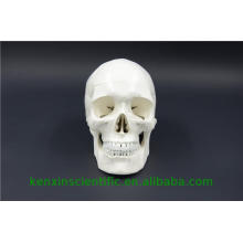 Made in China crâne animal à vendre pour l&#39;éducation